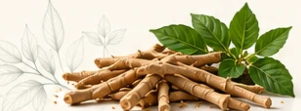Ashwagandha roots and leaves
