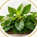 Fresh herb leaves
